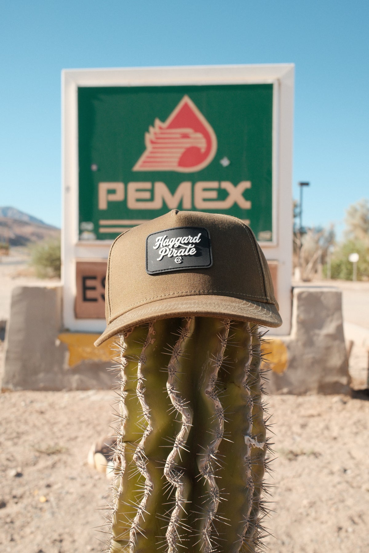 Script Snapback photographed on a cactus in Baja